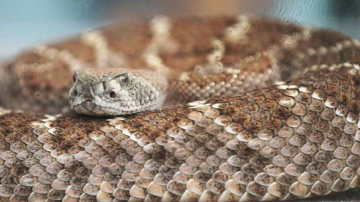 A hiker died picking up this creature. What to do if you encounter one