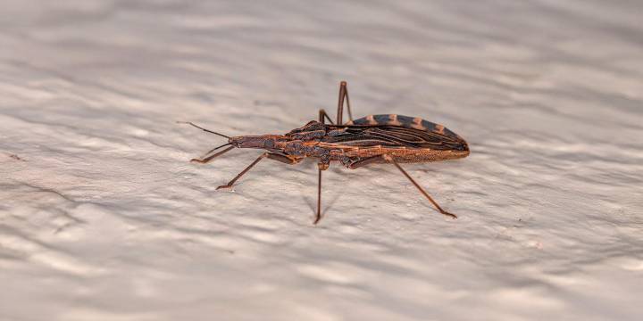 Qué es y cómo se previene el Mal de Chagas, una enfermedad que padecen un millón y medio de argentinos