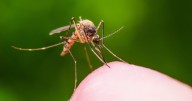 Deadly chikungunya virus warning for Brit tourists as health experts 'worried' over surge in cases