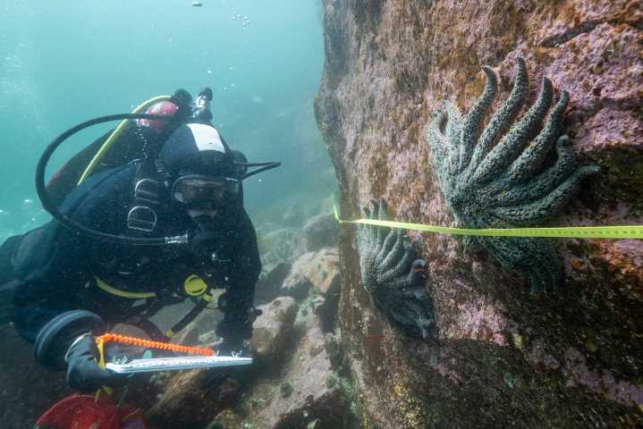 Culprit behind mass sea star deaths along Pacific coast revealed, scientists say