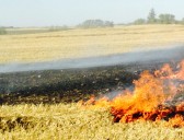 Crop residue burning update