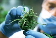 Avanza en primer debate proyecto que regula el cannabis de uso adulto en Colombia