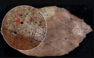 Se demuestra que los microplásticos se acumulan en suelos forestales