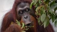 Orangutanes acumulan reservas