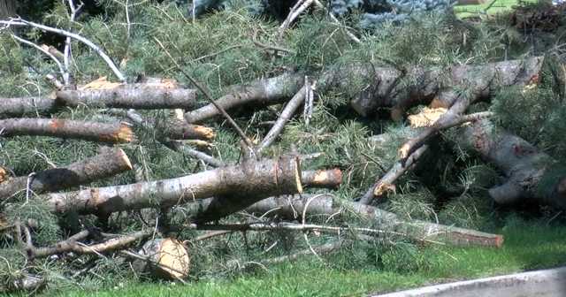 City of Waterloo picking up debris after storm damage