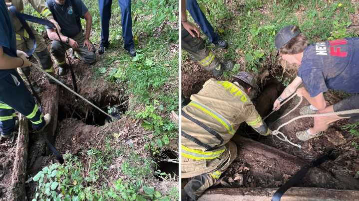 Jefferson County crews rescue calf that got stuck in a sinkhole