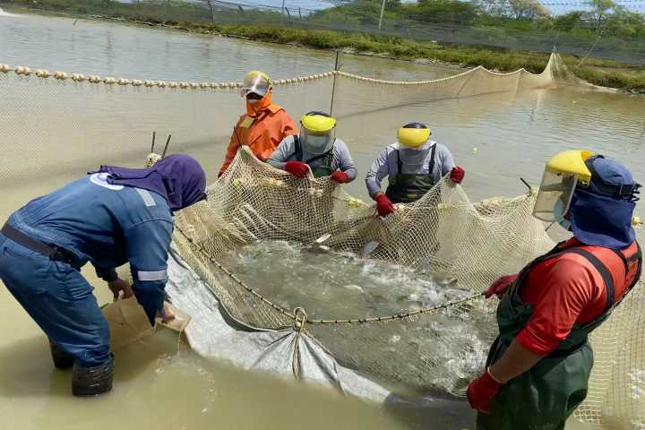 Amplían a S/ 187,250 el límite para créditos a los pequeños acuicultores