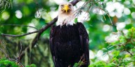 This Beloved National Park Is One Of The Best Places To Spot Bald Eagles This Month