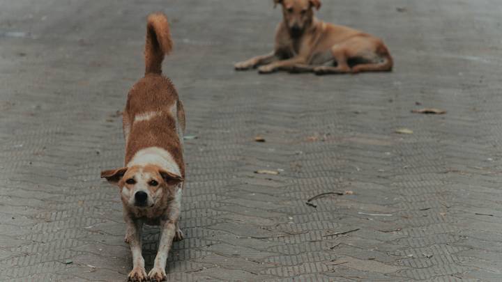 Alerta por un “mataperros” en Belgrano y Las Cañitas