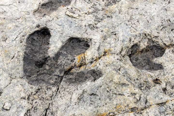 Central Texas Flood Reveals Dinosaur Tracks in Sandy Creek
