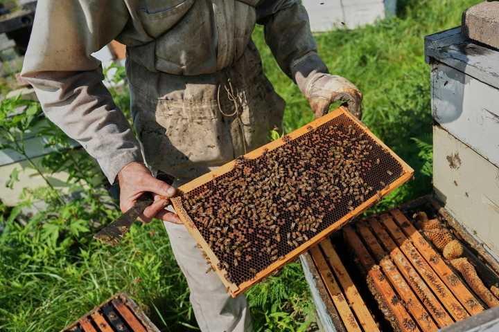 Researchers fear climate stress is changing bee behavior and threatening global pollination