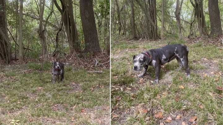 This Gentle Pup Sat Terrified Tied To A Tree Behind A Cemetery Until Texas Rescuers Found Him