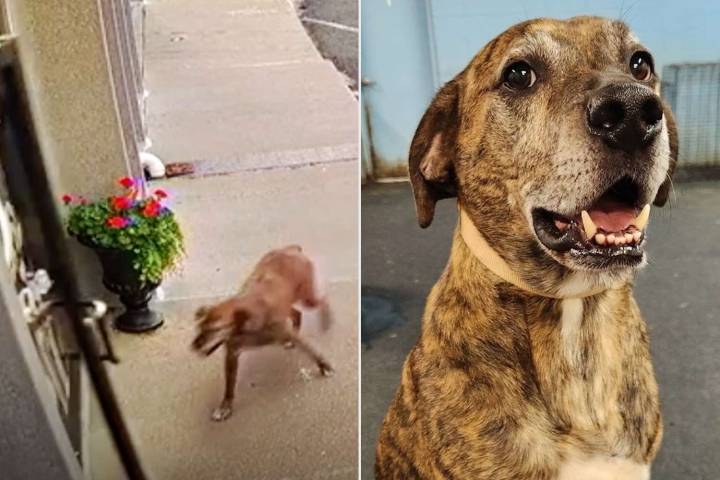 Dog Disappears from Home and Turns Up at Doggy Daycare Over a Mile Away (Exclusive)