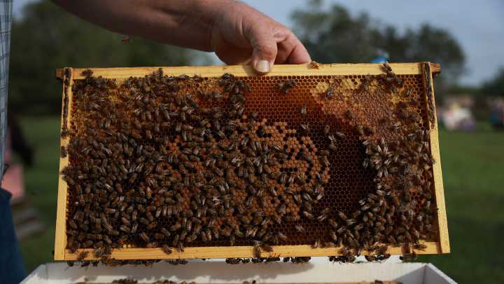 Climate change, habitat loss are negatively impacting honeybees