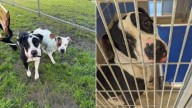 Pit Bull From Texas Left Heartbroken After Watching His Best Friend Find A Home Without Him
