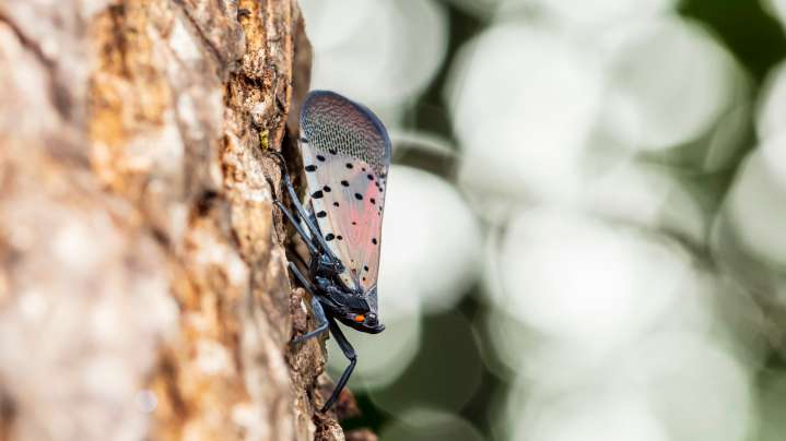Keep This Tree In Your Yard To Help Trap & Get Rid Of Pesky Spotted Lantern Flies