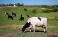 Ohio bill would legalize direct sales of raw milk for human consumption