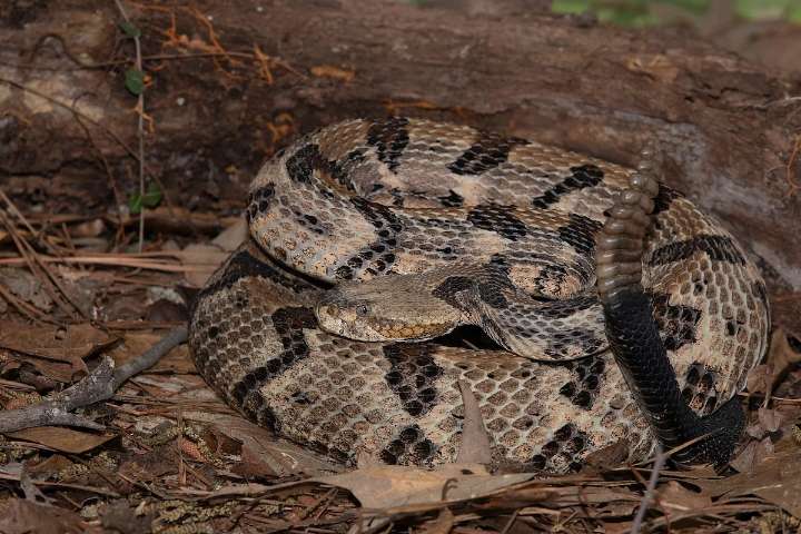 Fatal Snakebite at Tennessee Park Highlights Risks in the Wild