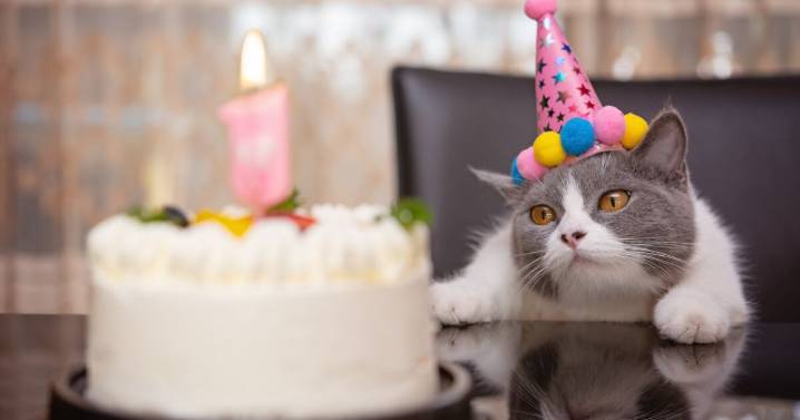 ¿Cuándo es el día internacional del gato 2025 y por qué se celebra tres veces al año?