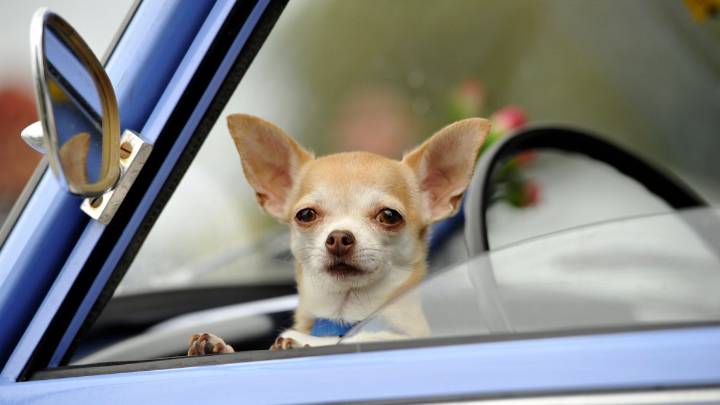 Pet Travel Tips: How to Vacation With Your Cat or Dog