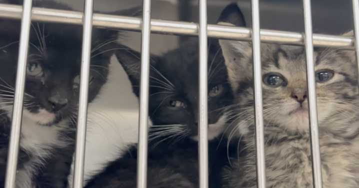 Animal advocates increase pressure to expand funding and resources for Bell County animal shelter
