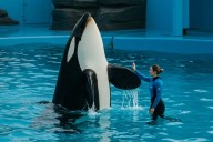 ¿Atacó una orca a su entrenadora Jessica Radcliffe? La verdad tras el video viral
