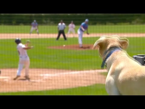 Minnesota hunting dog Bruno chases down foul balls