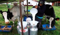 Boyacá, uno de los lideres en generación de empleo ganadero y lácteo en Colombia