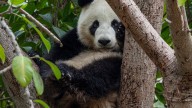 It’s been one year since the Giant Pandas arrived at the San Diego Zoo