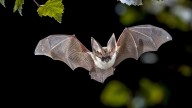 Hundreds exposed to rabies at Grand Teton National Park bat