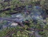 Aguacero, acompañado de fuertes vientos, generó la caída de un árbol en Barcelona (+Video)