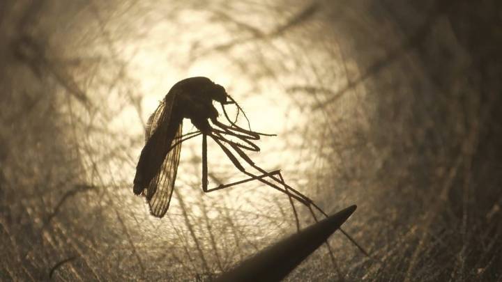 Canada has its 1st case of West Nile this year. Here’s what to know about the virus