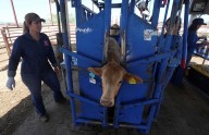 Estados Unidos invertirá millones para eliminar al gusano barrenador