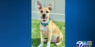 Meet Bambi, ABC7’s Pet of the Week!