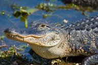 Alligator Still Attached to Woman's Arm When Husband Pulled Her from Water