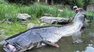 Angler reels MONSTER 9ft catfish from Czech river in epic 50