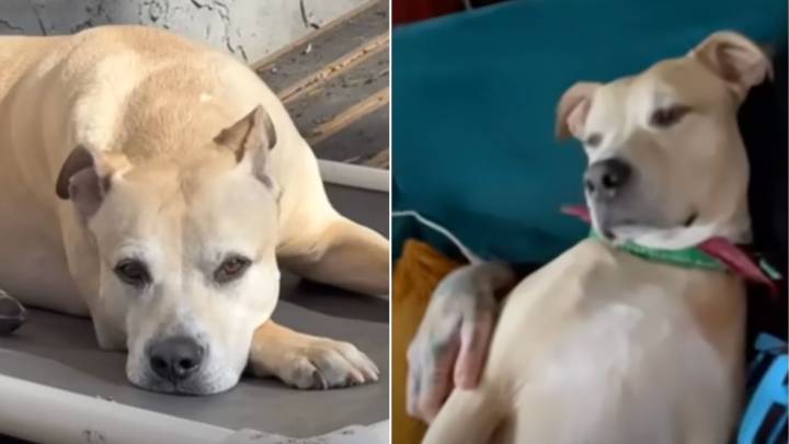 North Carolina Man Rescues Dog From Junkyard And Later Learns Something Heartbreaking
