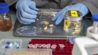 Entomología forense en los peritajes sobre crímenes: el rol que cumplen los insectos