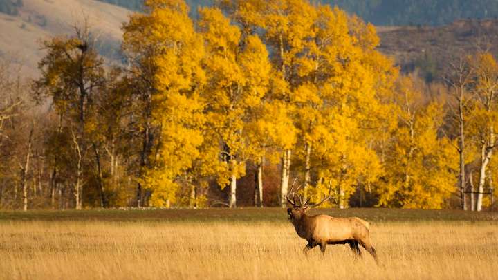 Wolves Might Have Saved Yellowstone’s Aspen From Elk, But Now Bison Are Eating It