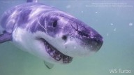 Aumentan los avistamientos de grandes tiburones blancos en Maine y Nueva Inglaterra