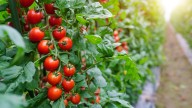 What, Exactly, Is A Tomato Cage And How Does It Work?