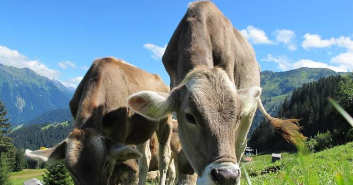 ¿Cómo saber si una vaca tiene rabia? Síntomas y señales que no debes ignorar en el ganado