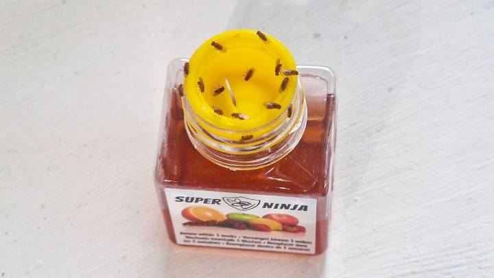 This $7 trap just rid my kitchen of a fruit fly infestation, and now I can't live without it