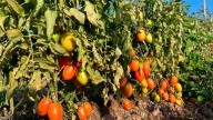 Productores salteños dejaron miles de kilos de tomates sin cosechar