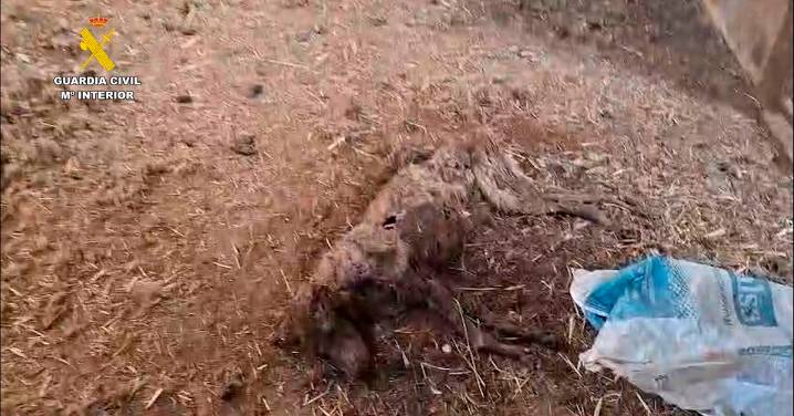 Mueren 32 perros por inanición tras ser abandonados en una finca de Badajoz