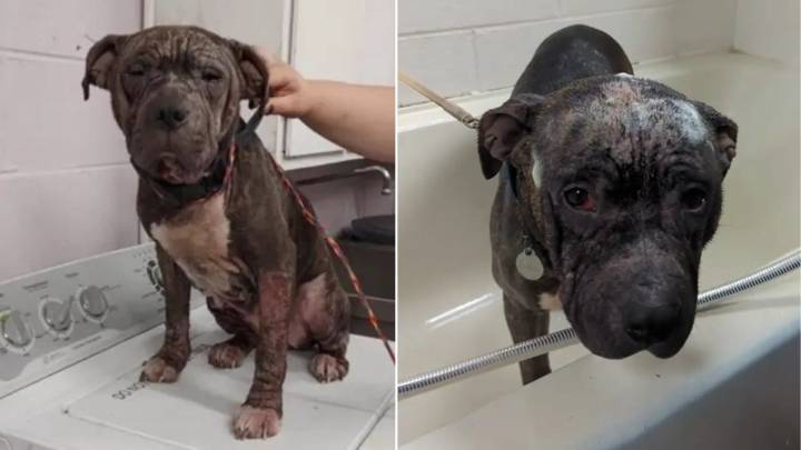 Virginia Dog Rescued In Such Poor Condition That Her Breed Could Not Be Identified