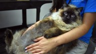Chubbs, the Wandering 29-Pound Viral Cat Sensation, Gets Adopted – NBC 6 South Florida