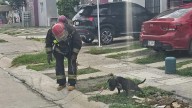 Perrita es atacada por abejas en Mazatlán; bomberos logra rescatarla