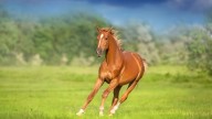 The Genetic Trick That Helped Humans Ride Horses