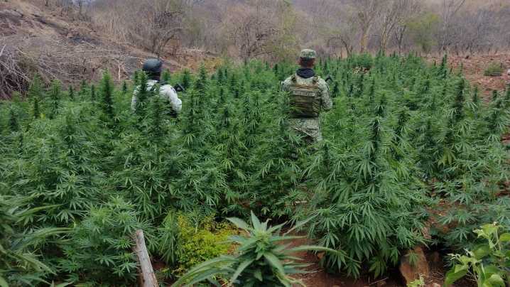 En cateo FGR asegura plantas de marihuana en Tizayuca, Hidalgo